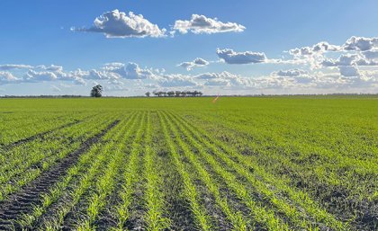 UQ Phalaris control trial near Moree, NSW. green grass grows in rows in a field with trees in the distance against a blue sky